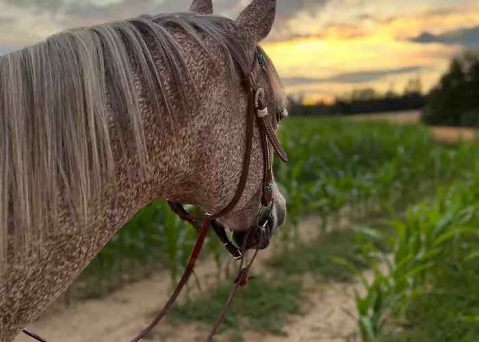 Prázdninový dům Nádech - Glamping Na Statku