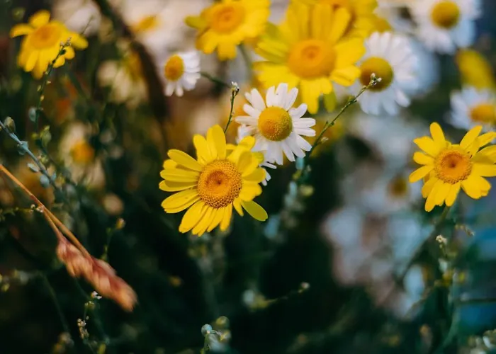Prázdninový dům Nádech - Glamping Na Statku Dekanovice